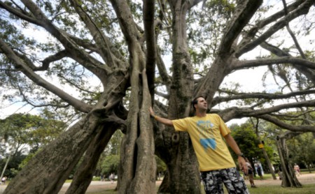 Figueira do Parque Ibirapuera está morrendo por conta de declarações de amor